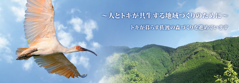 ～人とトキが共生する地域づくりのために～トキが暮らす佐渡の森づくりを進めています